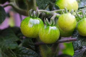 Macro view of green tomatoes on a vine