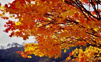 過ぎてゆく秋　留萌市神居岩公園