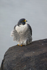 Peregrine Falcon Perched Atop a Cliff Overlooking the Hudson River In Alpine, NJ, USA