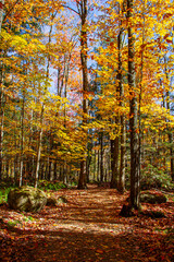 Sentier dans les bois en automne