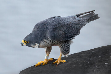 Peregrine Falcon Perched Atop a Cliff Overlooking the Hudson River In Alpine, NJ, USA
