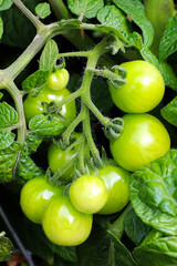 Macro view of small green tomatoes growing on a vine
