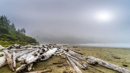 Fototapeta na wymiar Driftwood washed on shore on the Fog covered sandy Beach of Cox Bay in Pacific Rim National Park on Vancouver Island, British Columbia, Canada