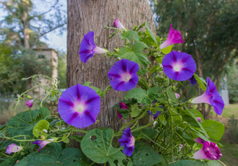 Precious Ipomoea purplish outdoors