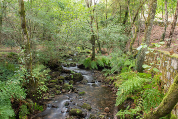Fototapeta na wymiar nature green background. Water stream with mossy rocks in Monte Lameiro.