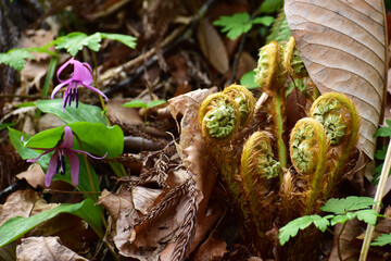 カタクリとコゴミ