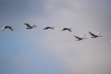 Fototapeta premium 一列に飛ぶ夕方の白鳥