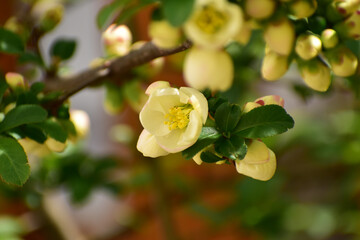 薄いピンクのボケの花