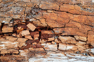 Detail of cracked dried bark on a piece of driftwood