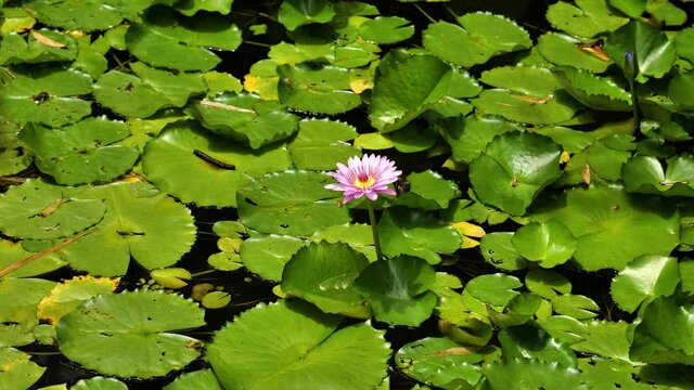 pink lotus flower in a pond balata garden Martinique nenuphar