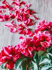 red carnation flowers