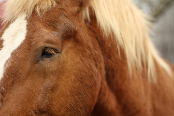 Extreme Close Up of Draft Horse's Eye
