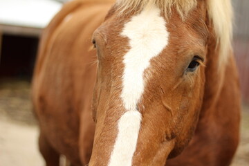 Close Up of Heavy Draft Horse