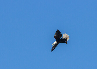 Bald Eagles at Eleven Mile Reservoir