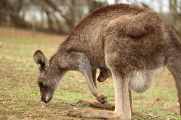 Portrait of Brown Kangaroo with Joey