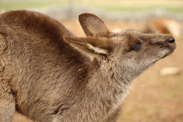 Portrait of Brown Kangaroo Looking Up