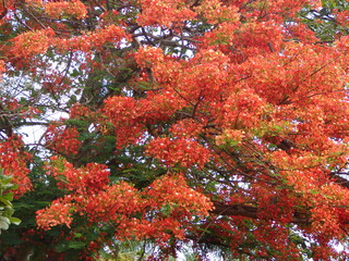 red maple tree - 3