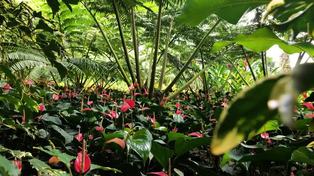 Vegetative cover anthurium red flamingo flower under ferns Balata botanical garden Martinique 