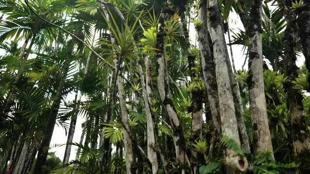 botanical garden different tropical vegetation and flowers balata garden Ma
