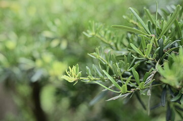 Selective focus on green branches against the blurred background.