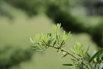 Selective focus on green branches against the blurred background.