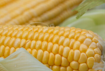 freshness seeds of sweet corn in a row and water drop with blurred backgrounds