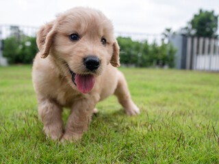 A lovely Golden Retriever dog walking on the meadow in front of the house.