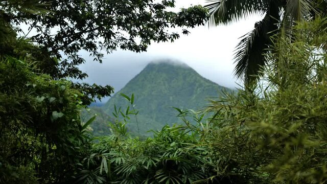 Mountain piton du carbet between tropical trees view from balata garden Martinique 