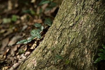 Close-up of a new branch bud grows from under the trunk.