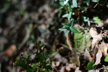 Close-up of plants against the blurred background.