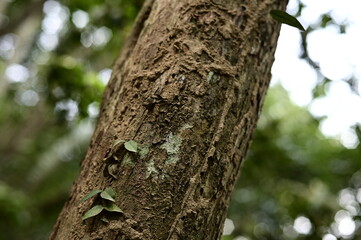 Selective focus on the leaves on the trunk against the blurred background.