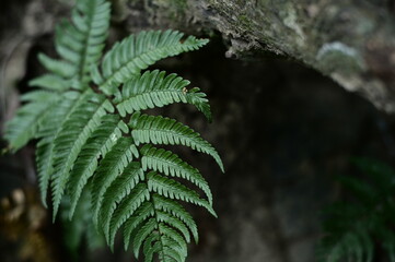 Selective focus on the fern leaves on the trunk against the blurred background.