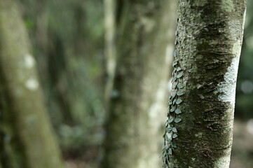 Obraz premium Selective focus on the leaves on the trunk against the blurred background.
