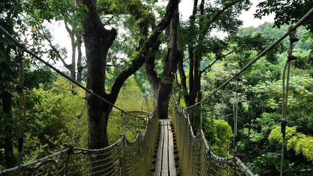 suspension bridge in the jungle Balata garden Martinique beautiful nature park 