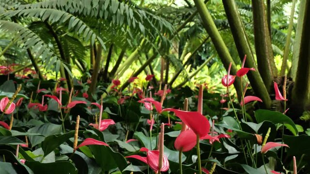 Anthurium red plants tailflower under ferns in balata garden Martinique 