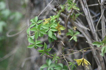 Selective focus on the leaves against the blurred background.
