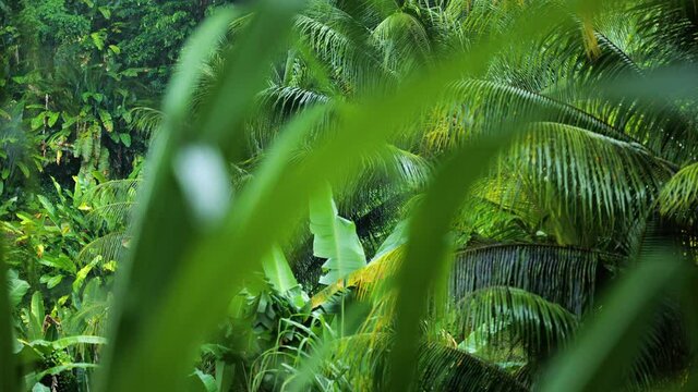 Rainy day close up on leaves and tropical vegetation background distillery Martinique 