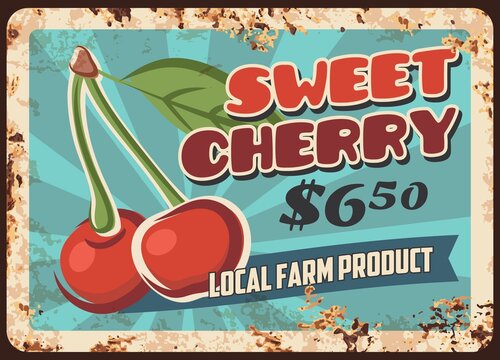 Sweet cherry vector rusty metal plate for local farm market. Vintage rust tin sign with ripe cherries and leaves. Orchard farmer production retro poster or shop ad promo, price tag, ferruginous label