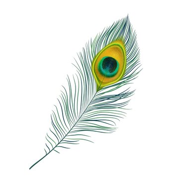 Peacock feather isolated vector icon, realistic bird plume with green and gold colored ornament. Beautiful fluffy iridescent feather from peafowl tail. Graphic element for design, decoration detail