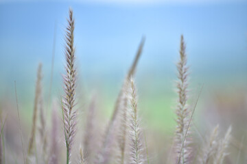 Fototapeta premium grass