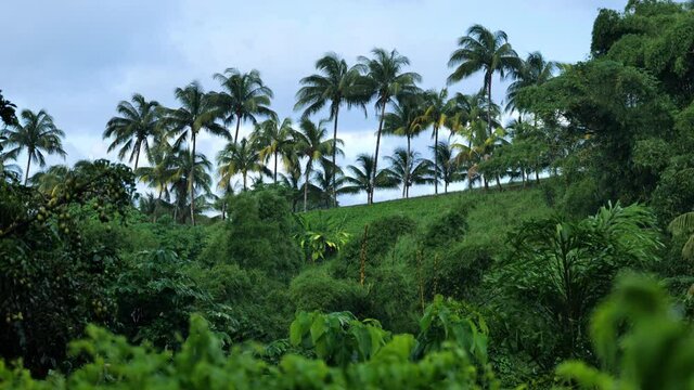 splendid row of palm trees Martinique vegetation rum distillery entrance 