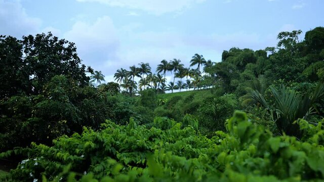 dense green plants and a row of palm trees Martinique vegetation rum distillery entrance 