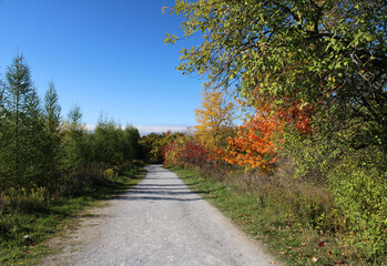 country road in autumn