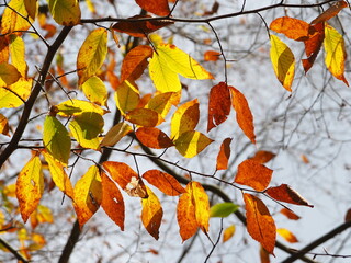 sunlight and shadows on fall foliage