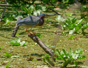 Green Heron, perched on branch above pond ready to fish