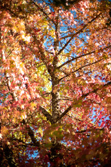 Fall autumn leaves maple trees against blue sly