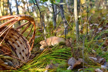 Found huge hats of mushrooms boletus bump over the grass and lying on the left wicker basket.