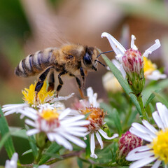 Honey Bee with Wildflowers