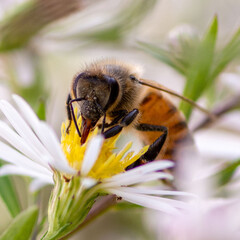 Honey Bee on Wildflowers