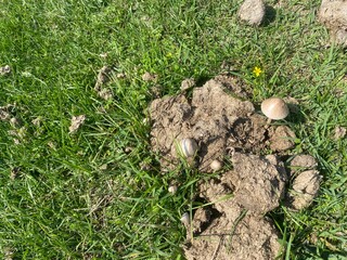 馬糞茸（マグソタケ）